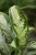 aglaonema jubilee (2).JPG