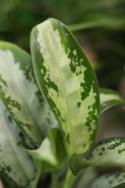 aglaonema jubilee (2).JPG