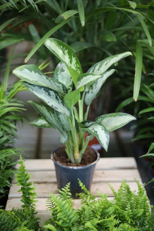 aglaonema jubilee (3).JPG