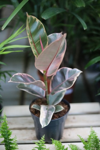 ficus belize (2).JPG