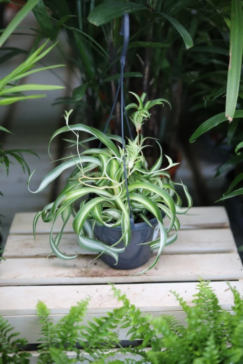Chlorophytum comosum 'Bonnie' (Zielistka) L  (3).JPG