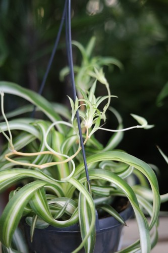 Chlorophytum comosum 'Bonnie' (Zielistka) L  (4).JPG