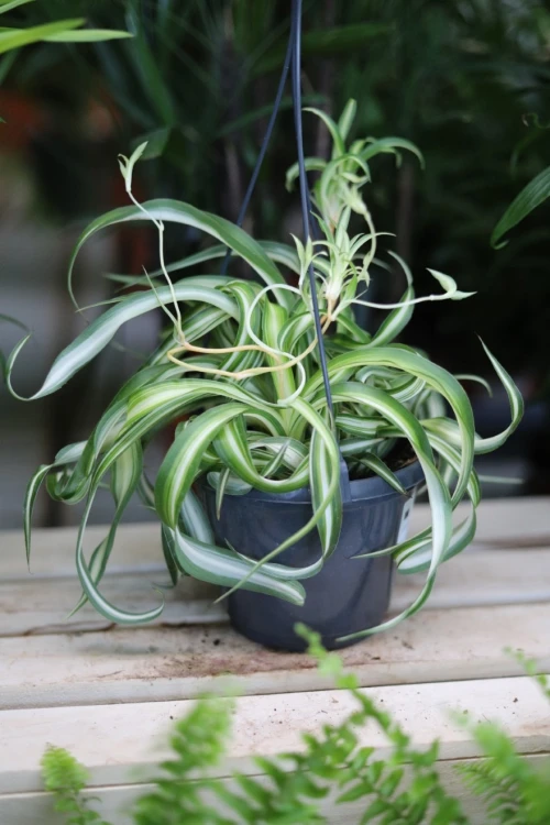 Chlorophytum comosum 'Bonnie' (Zielistka) L  (1).JPG