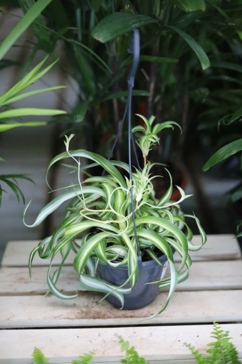 Chlorophytum comosum 'Bonnie' (Zielistka) L  (2).JPG