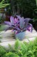Tradescantia pallida ‘Pink Stripes’ (6).JPG