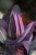 Tradescantia pallida ‘Pink Stripes’ (7).JPG