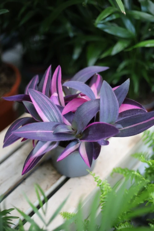 Tradescantia pallida ‘Pink Stripes’ (1).JPG