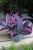 Tradescantia pallida ‘Pink Stripes’ (2).JPG