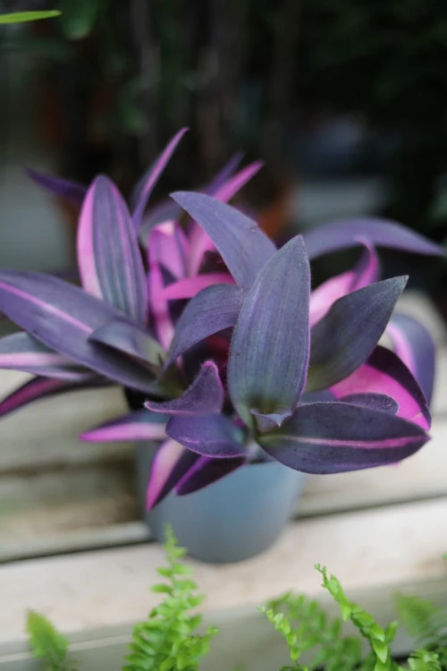 Tradescantia pallida ‘Pink Stripes’ (2).JPG