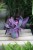 Tradescantia pallida ‘Pink Stripes’ (3).JPG