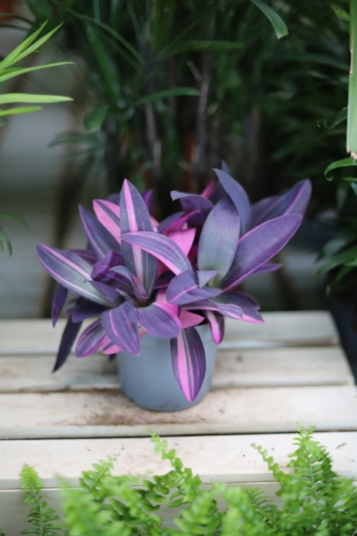 Tradescantia pallida ‘Pink Stripes’ (3).JPG