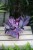Tradescantia pallida ‘Pink Stripes’ (4).JPG