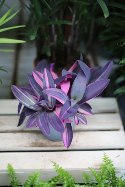 Tradescantia pallida ‘Pink Stripes’ (4).JPG