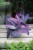 Tradescantia pallida ‘Pink Stripes’ (5).JPG