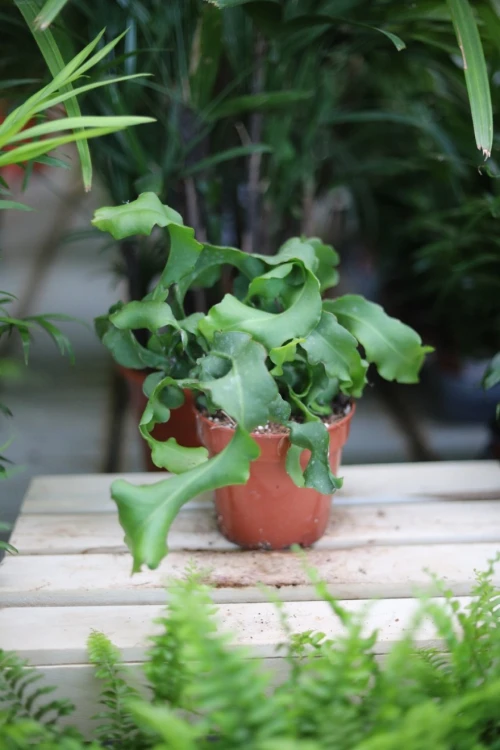Epiphyllum guatemalense f. monstrosa  (5).JPG