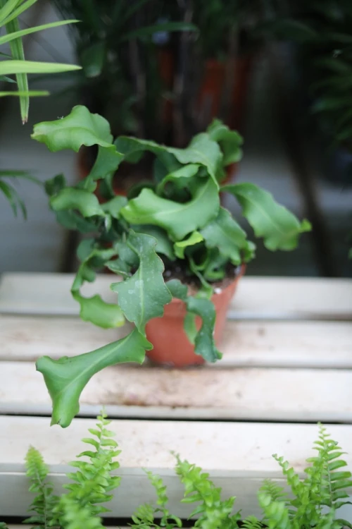 Epiphyllum guatemalense f. monstrosa  (1).JPG