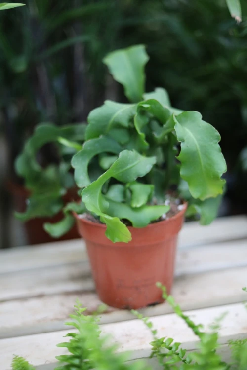 Epiphyllum guatemalense f. monstrosa  (3).JPG