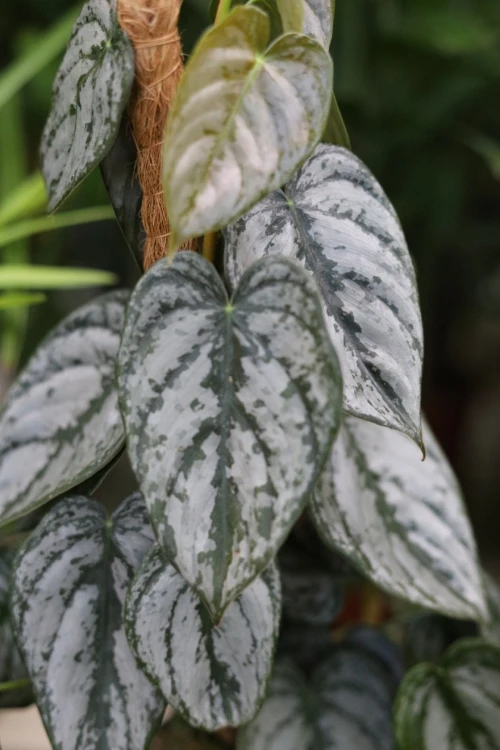 Philodendron Brandtianum (Filodendron) M  (5).JPG
