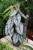 Philodendron Brandtianum (Filodendron) M  (1).JPG
