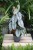 Philodendron Brandtianum (Filodendron) M  (2).JPG