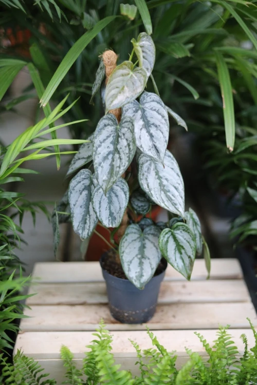 Philodendron Brandtianum (Filodendron) M  (2).JPG