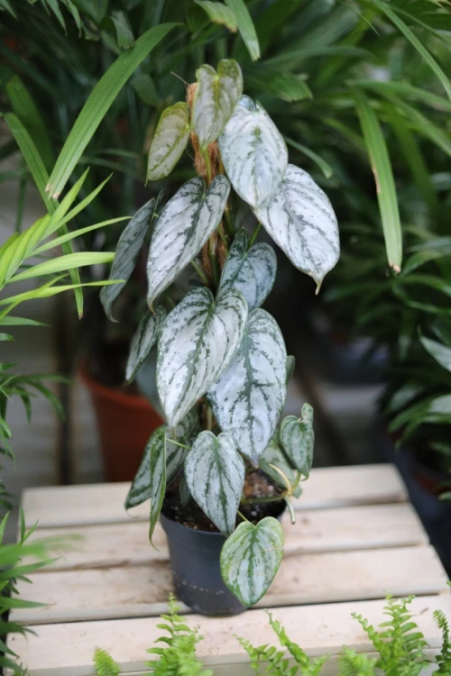 Philodendron Brandtianum (Filodendron) M  (3).JPG