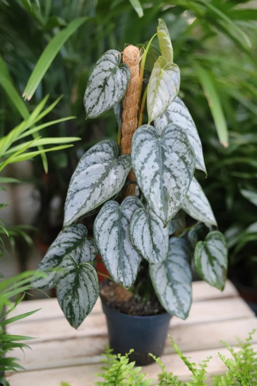 Philodendron Brandtianum (Filodendron) M  (4).JPG