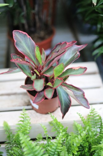 peperomia jelly (1).JPG