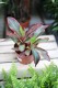 peperomia jelly (1).JPG