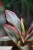 peperomia jelly (2).JPG