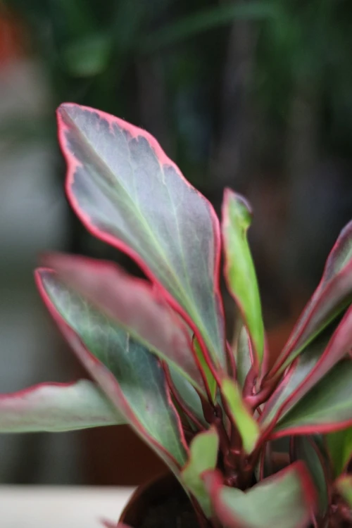 peperomia jelly (2).JPG
