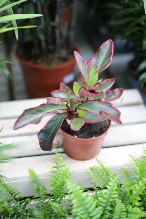 peperomia jelly (3).JPG