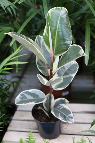 ficus elastica tineke (1).JPG
