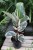ficus elastica tineke (1).JPG