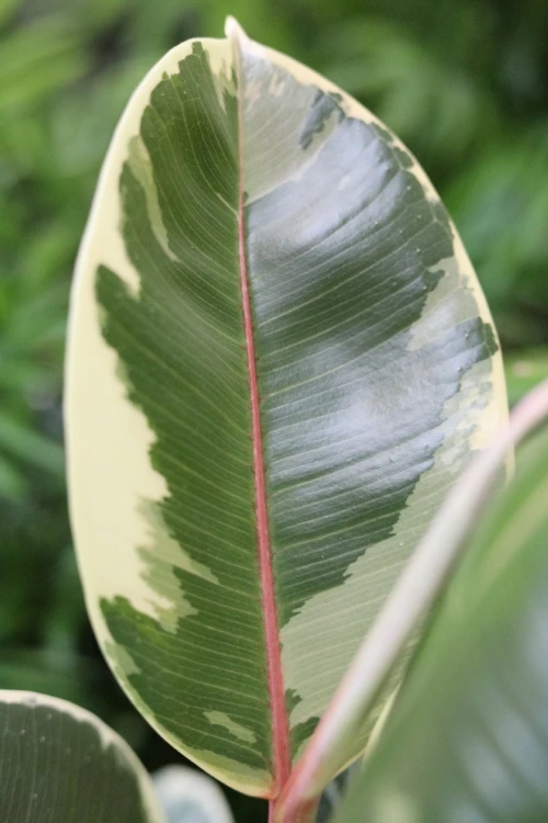 ficus elastica tineke (2).JPG