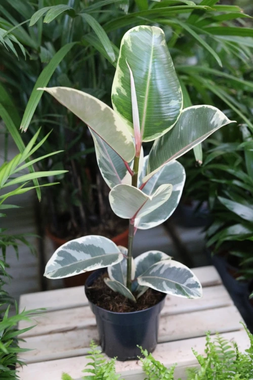 ficus elastica tineke (3).JPG