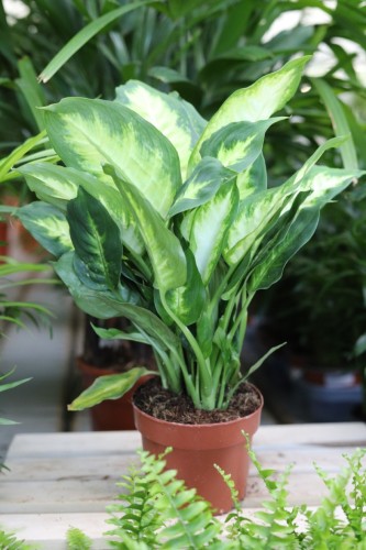 dieffenbachia camilla (3).JPG