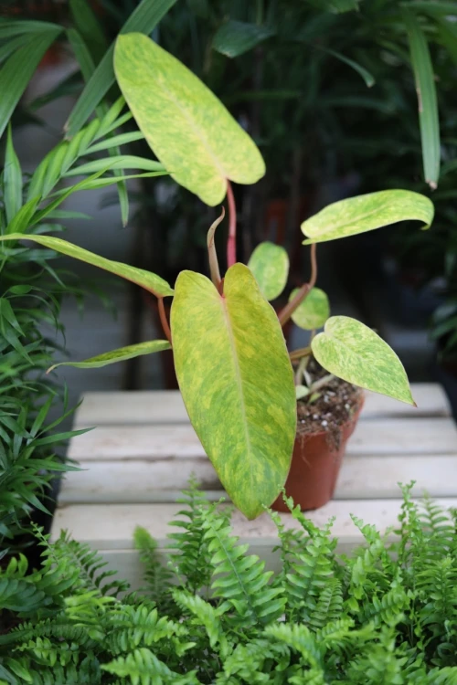 philodendron painted lady (3).JPG
