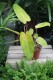 philodendron painted lady (3).JPG