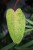 philodendron painted lady (4).JPG