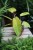 philodendron painted lady (5).JPG