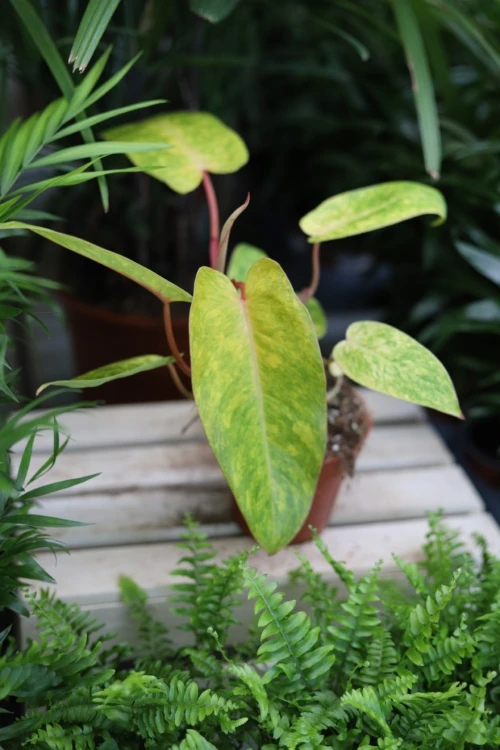 philodendron painted lady (5).JPG