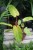 philodendron painted lady (1).JPG