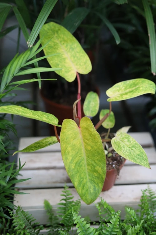 philodendron painted lady (1).JPG