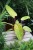 philodendron painted lady (2).JPG