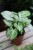 syngonium arrow m (3).JPG