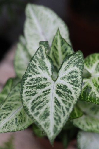 syngonium arrow m (1).JPG