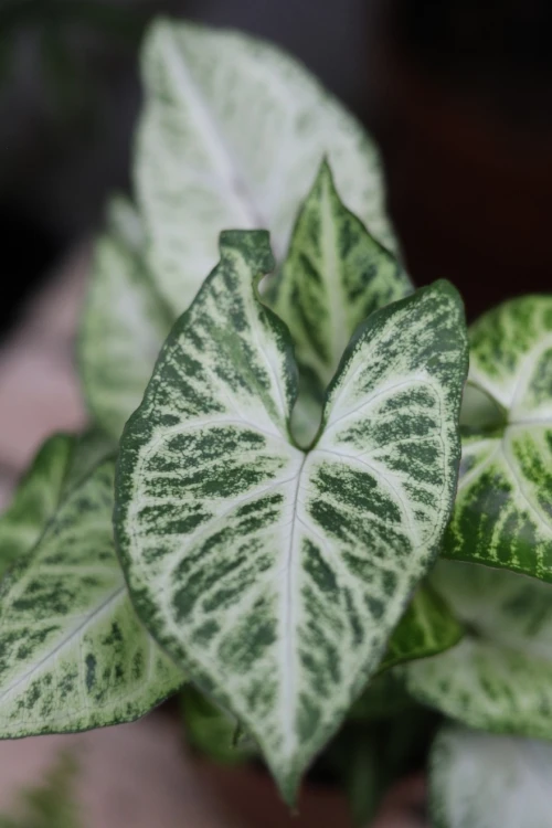 syngonium arrow m (1).JPG