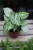 syngonium arrow m (2).JPG