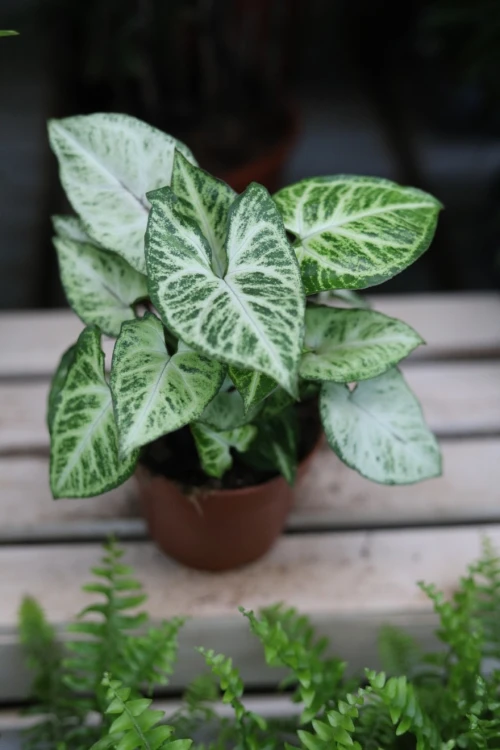 syngonium arrow m (2).JPG